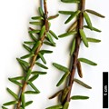 SpeciesSub: subsp. hermaphroditum